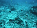 gilit (08)